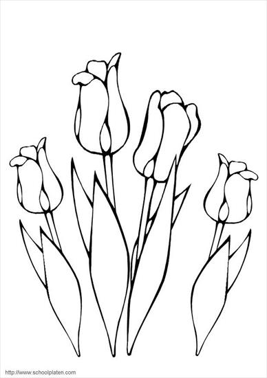 WIOSNA - tulipan.jpg