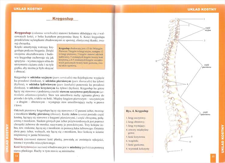 Atlas anatomiczny - Strony 14,15.jpg