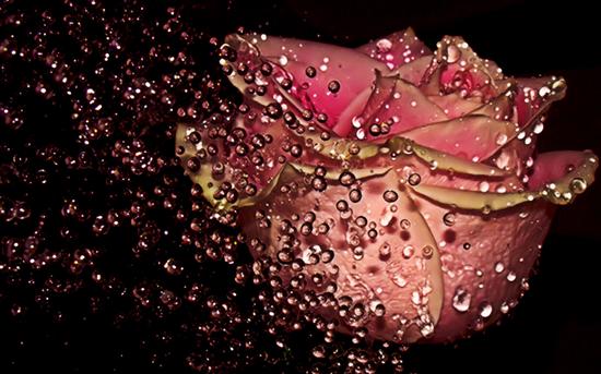 Róże -krople wody - rozak.jpg