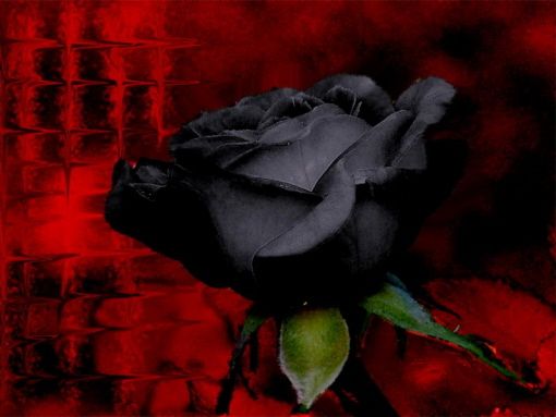 p kwiaty - black rose.jpg