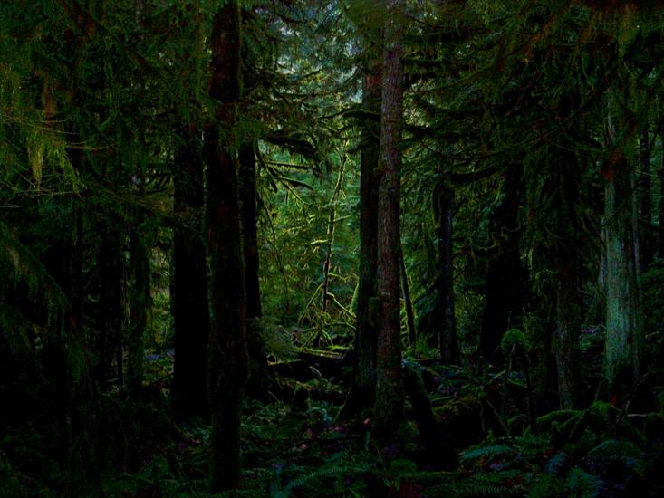  lasy i drzewa - Wallpeper-pulpit PC  -  54.jpg