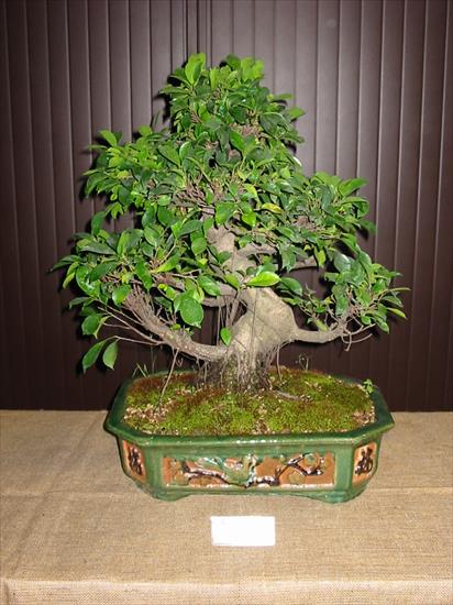 Bonsai - Zdjęcia - bonsaiFicusRetusa.jpg