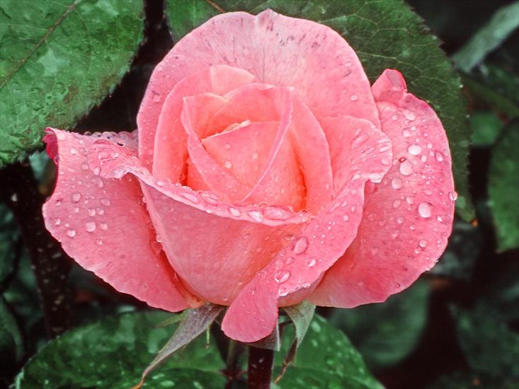 kwiaty - Lovely Rose.jpg