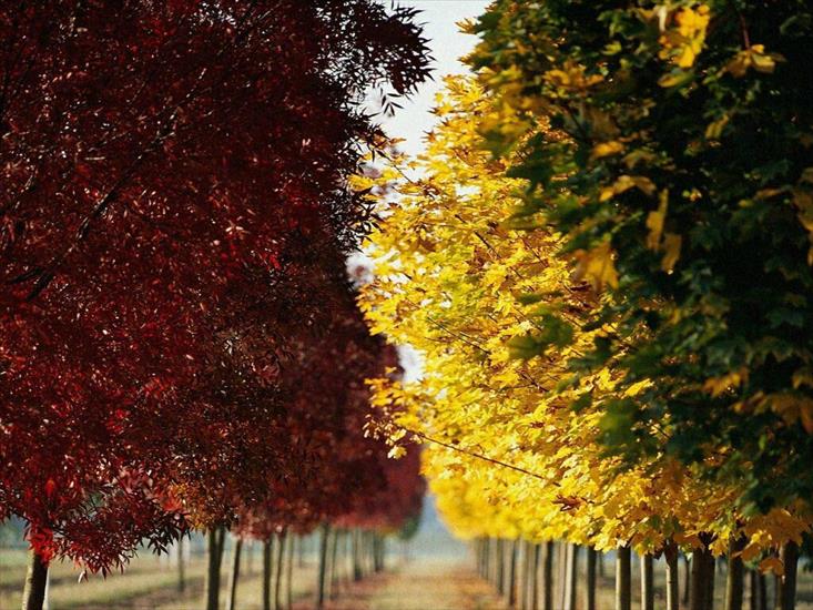 autumn - Autumn_natura-000.jpg