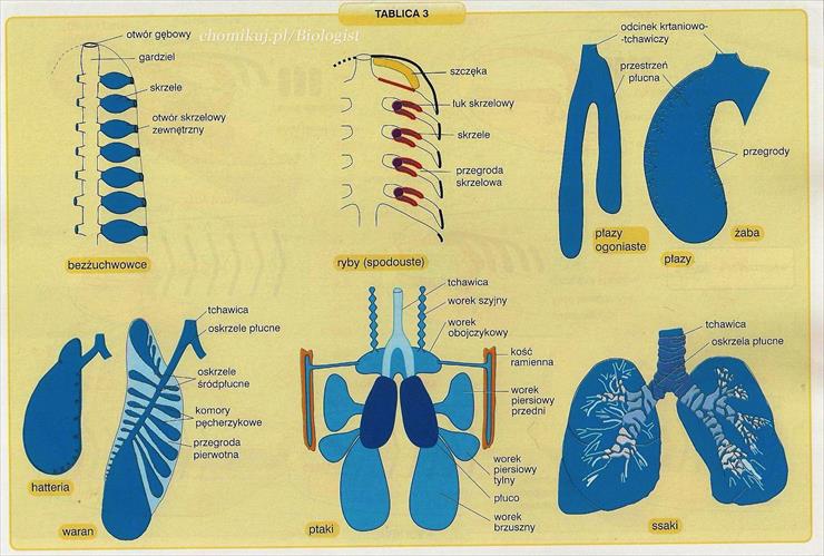 tablice - układ-oddechowy-kregowocow.jpg