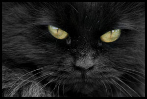 Czarne Koty - blackbysuperdoecl6.jpg