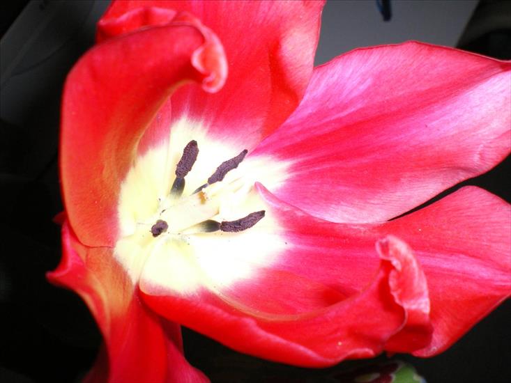 convolvulus - Czerwony tulipan.JPG