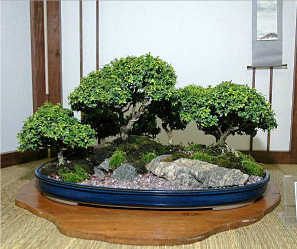 Bonsai - bonsai 1541.jpg