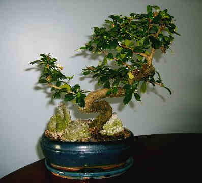 Bonsai - bonsai 1101.jpg