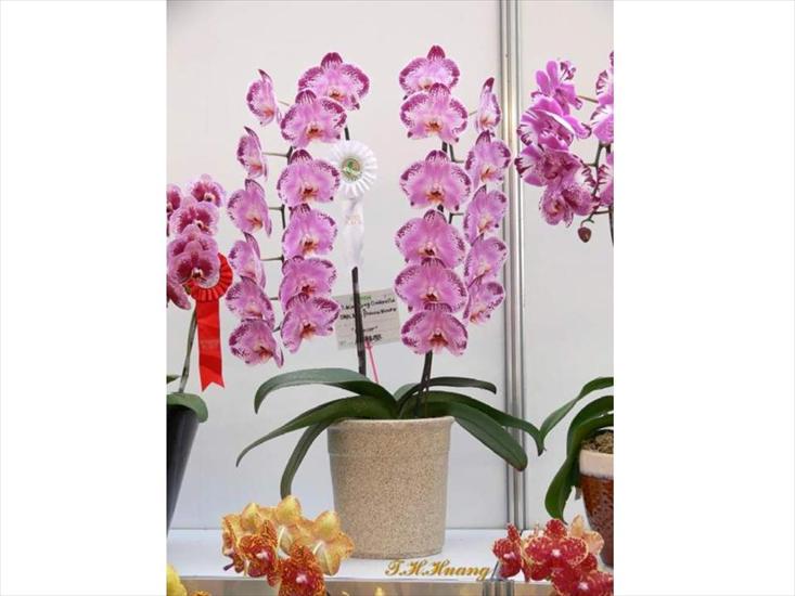 Orchidee w Tajwanie - Slajd5.JPG