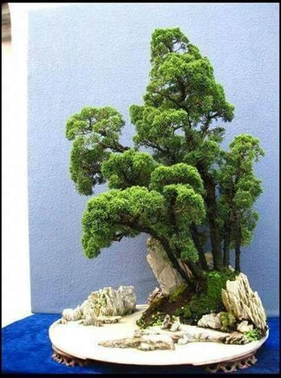   bonsai - najpiękniejsze drzewka - f2b88df5e9664e2b871ba4891d559c6d.jpg