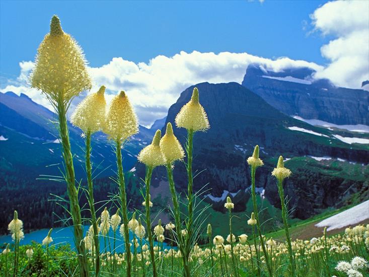 National Park USA Collection - Beargrass,-Grinnell-Lake,-Glacier-National-Park,-Montana.jpg