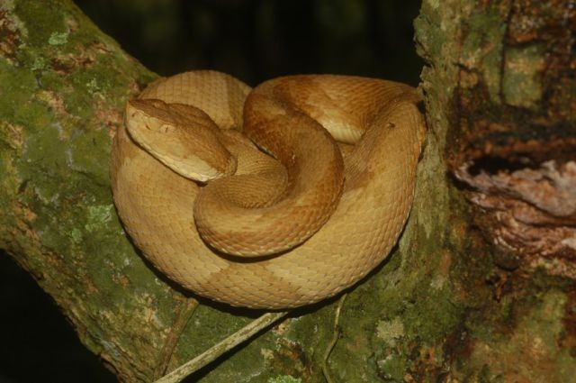Węże, żmije - Żararaka wyspowa - Bothrops insularis.jpg