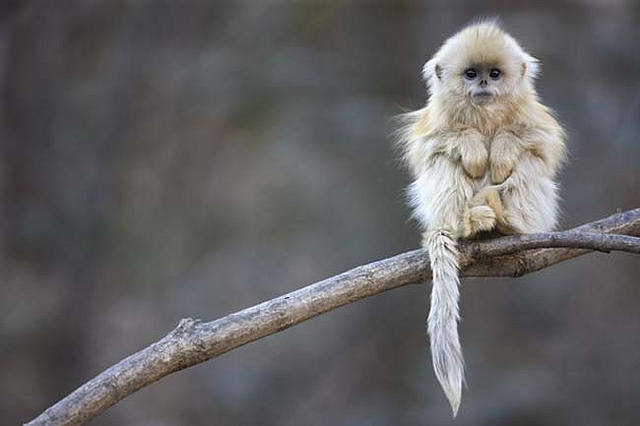 małpy - langur chato.jpg