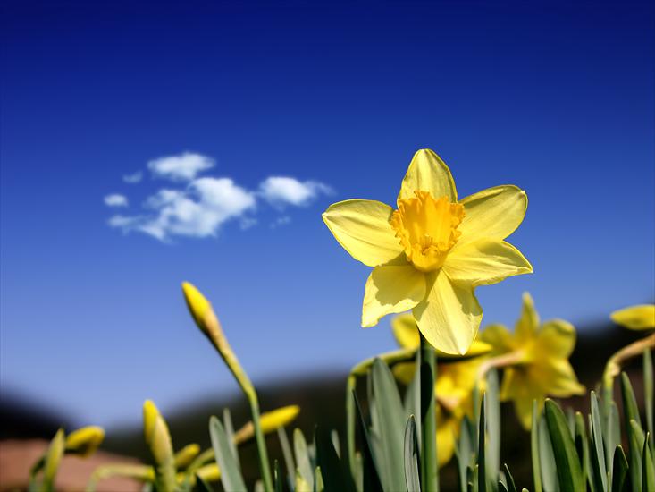W NATURZE - Daffodil_Days_1600.jpg