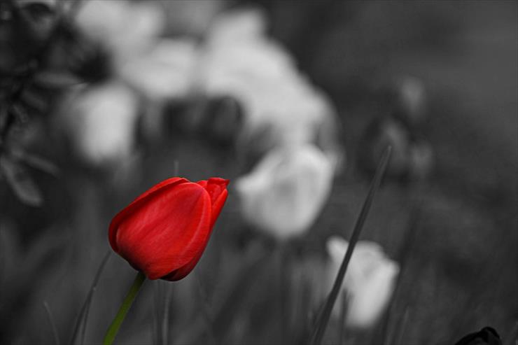 Z czerwienią1 - Tulips_Not_quite_Right_by_tokuyama.jpg