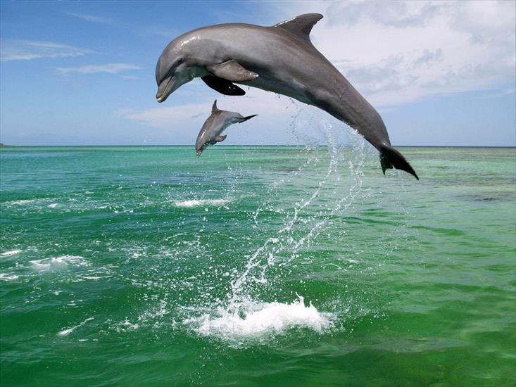 delfiny - delfiny.jpg