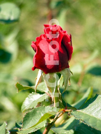Róże - Róża 10.jpg