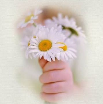 kwiaty w dłoni - stokrotki1.jpg