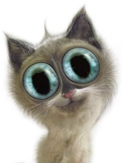 tapety-zabawne - Funny_Cat.jpg