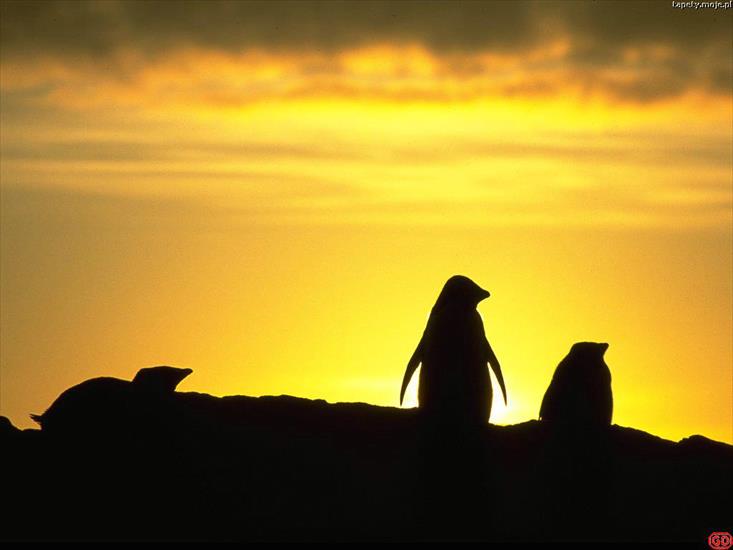 Antarktyda - PenguinSun.jpg