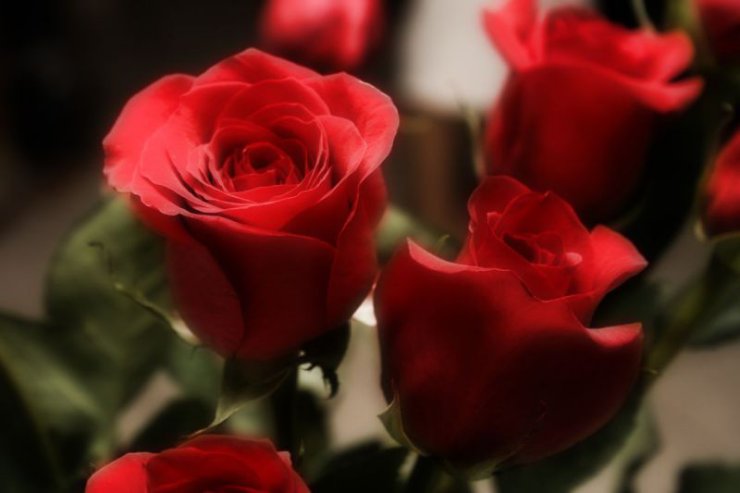 Róża czerwona - r7mk1.jpg