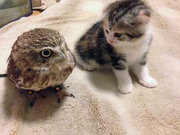 Kocie Przyjaźnie - cat-owl-bestfriends.jpg