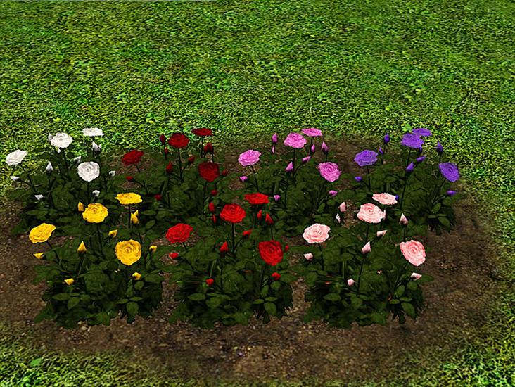 Rośliny ogrodowe - Roses Set.jpg