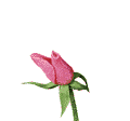 Gify kwiaty - rose15.gif