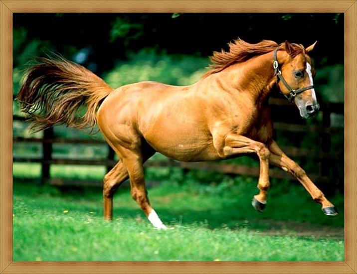Konie_________piękne konie - konie_452.jpg