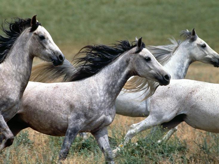 Piękne Konie - arabian_stallions.jpg