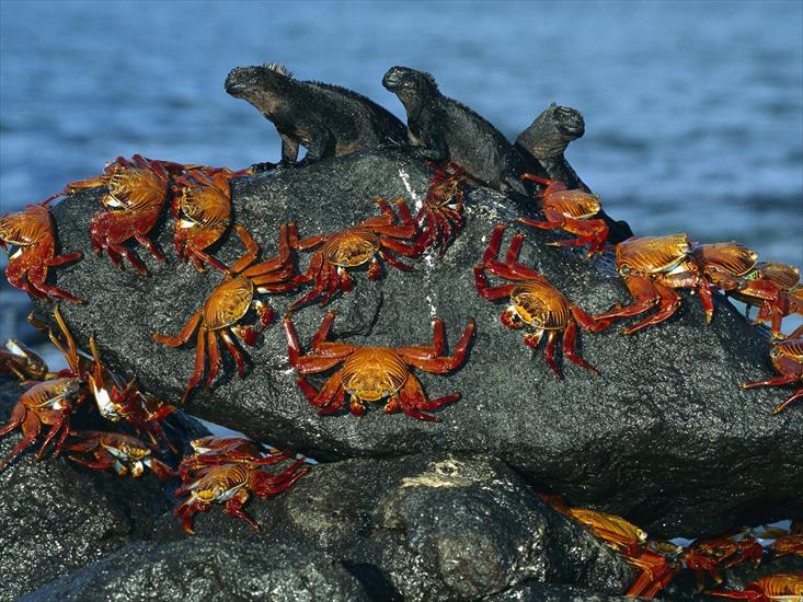 Morskie - Sally-Lightfoot Crabs and Marine Iguanas.jpg