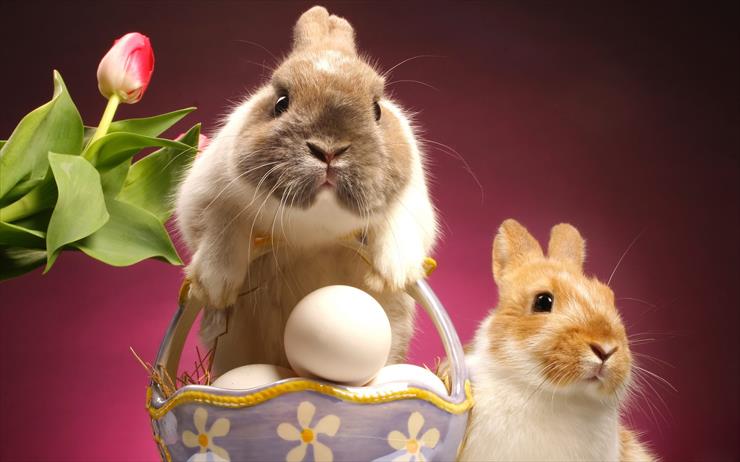 wielkanoc1 - funny-easter-wallpapers.jpg