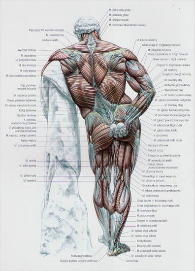 mięśnie - mm_tył_atlas treningu siłowego0001.bmp