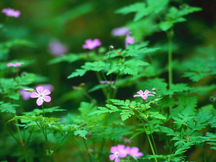 Widoki i galeria zdjęć - Forest Flowers.jpg