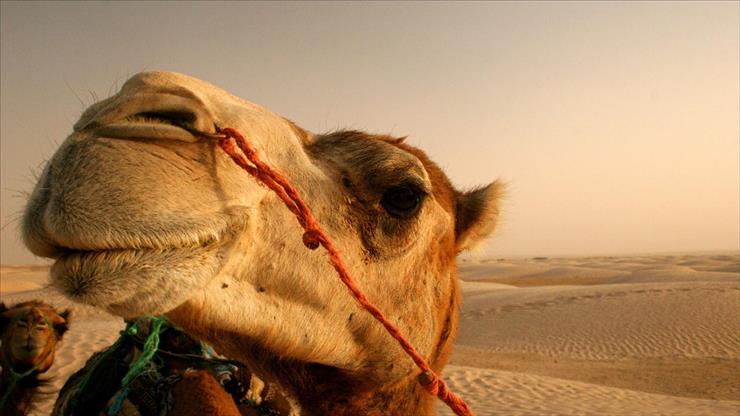 Tapety HD - animals_cool_desert_camel-1920x1080.jpg