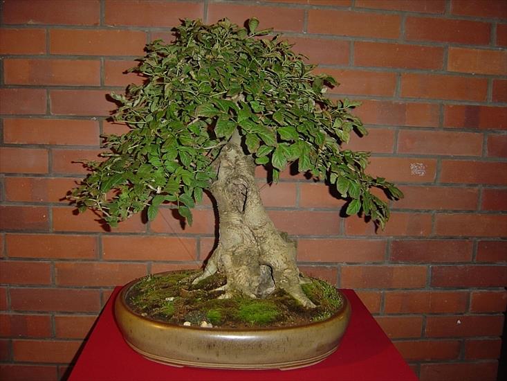 Drzewka BONSAI - bonsai 26.JPG