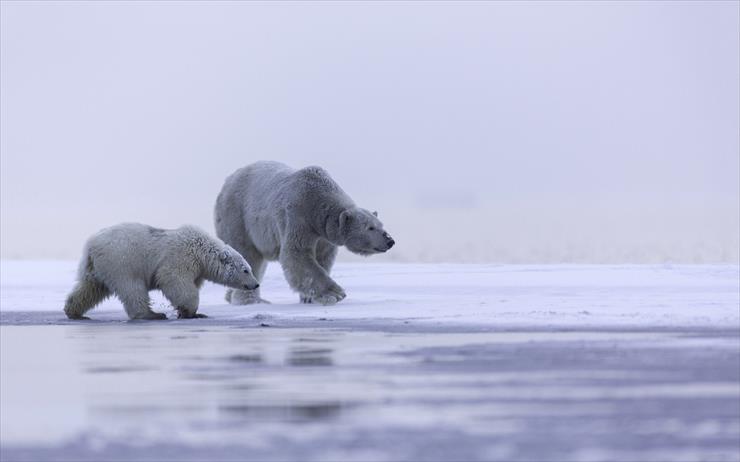 Matczyna Miłość - bear-family-of-white-bear-wallpaper.jpg