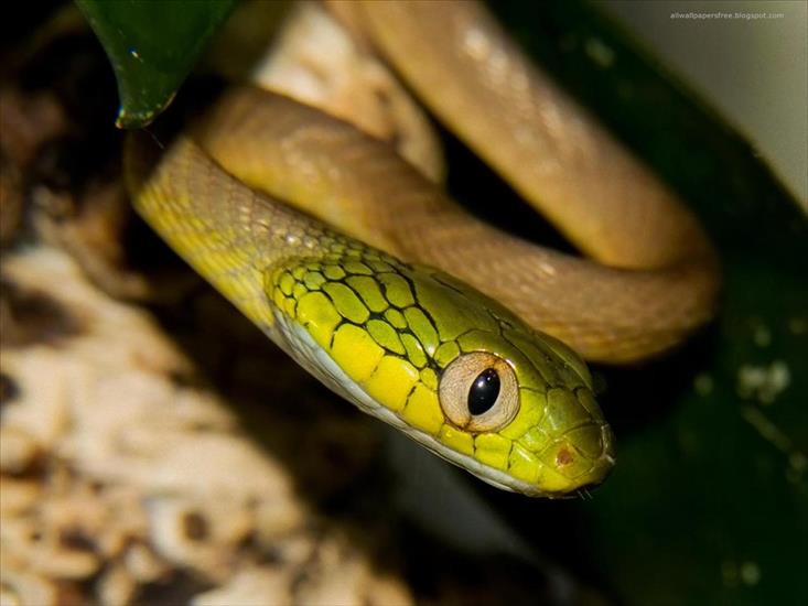 Amazing Snakes HD - 49.jpg