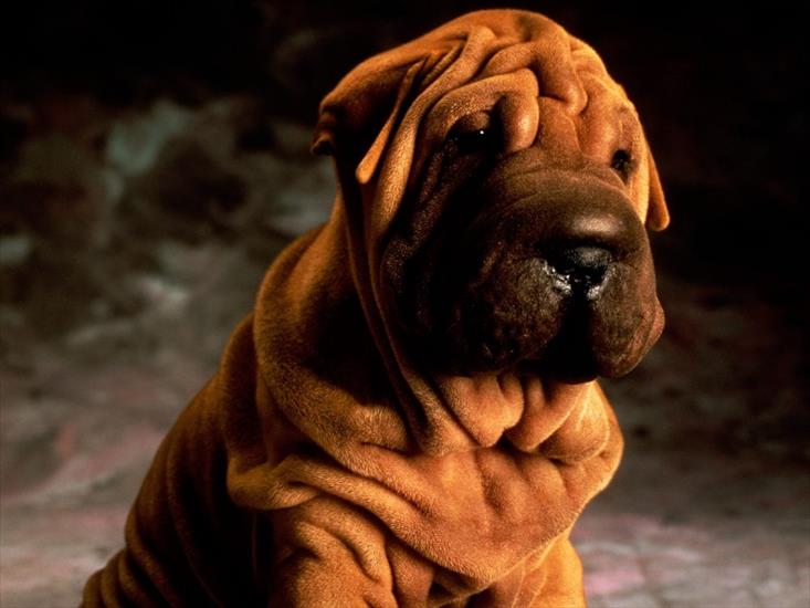 zwierzęta - pies wrinkles_shar_pei-800x600.jpg