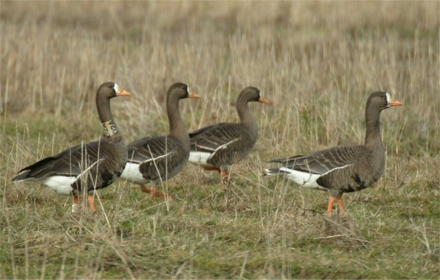 Ptaki - whitefronted-goose-with-family.jpg