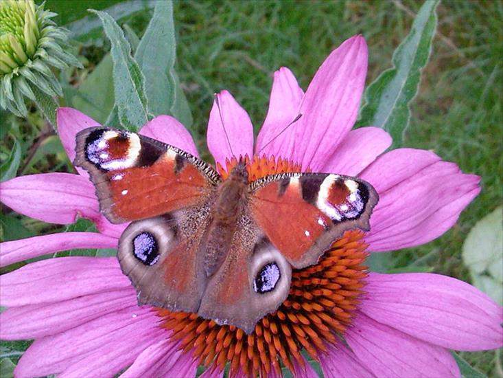 Motyle na kwiatach - M 70.jpg