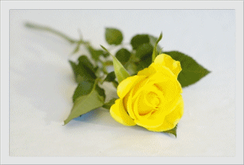 Róże żółte - 526co345.gif