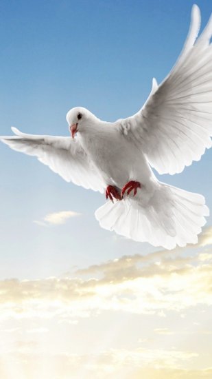 1080x1920 tapety android - wallpaper-full-hd-1080-x-1920-smartphone-peace-symbol-dove.jpg