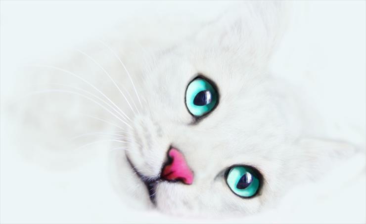 Aero - Aero - White - White Cat Background - 2560x1600.jpg