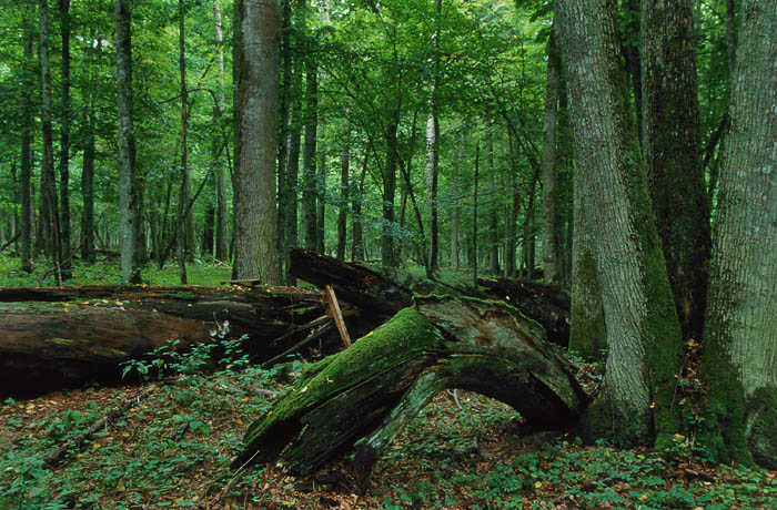 FOTO BIAŁOWIESKI PARK - 0608-03412P.jpg