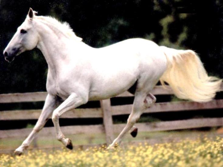 Konie_________piękne konie - konie_42.jpg