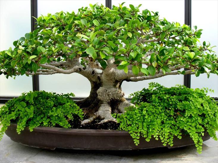 bonsai - bonsai.jpg