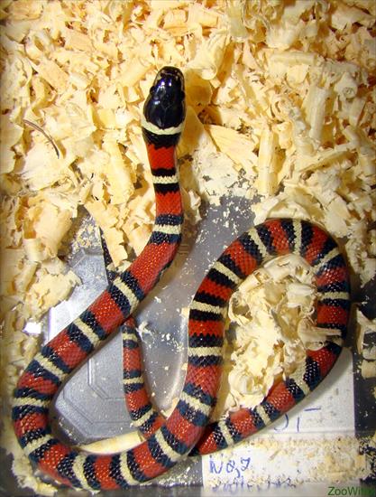 Węże, żmije - Wąż królewski lancetogłów mleczny - Lampropeltis triangulum.jpg