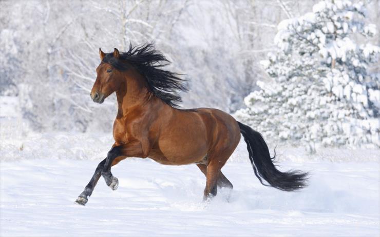 Konie_________piękne konie - cavallo che corre2.jpg